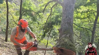 Falling LARGE Oak Tree with Husqvarna 372xp _ AXEHOLE LOGGER 💪