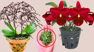 Just sprinkle 1 spoon! Suddenly each orchid node bloomed many times more than normal