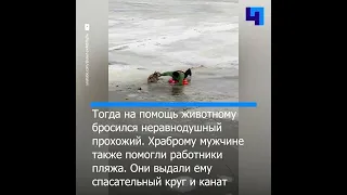 Неравнодушный мужчина спас собаку, провалившуюся под лед на набережной Саратова