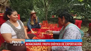 Conoce el proceso de producción del achachairú, un delicioso fruto de exportación