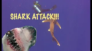 Near miss shark attack (Elphinstone reef) Marsa Alam Egypt 2020