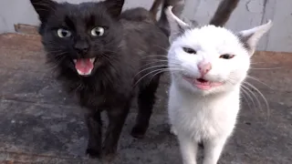 very hungry cats meowing loud