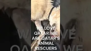 We are Qatar's animal rescuers. Join our team.