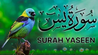 Surah Yaseen | Yasin | Episode 16 | Daily Quran Tilawat Surah Yasin Surah Rahman Full HD Complete