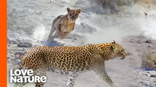 Predator In Peril: Lion vs Leopard | Predator Perspective | Love Nature