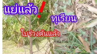 ทุเรียนใบร่วง เกิดจากอะไร