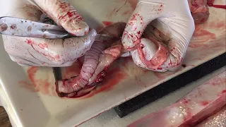 Dissection of the gastointestinal tract and other internal organs of large Atlantic salmon
