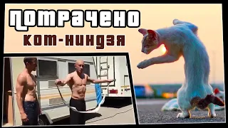 Кот-ниндзя | ПОТРАЧЕНО | приколы 2020