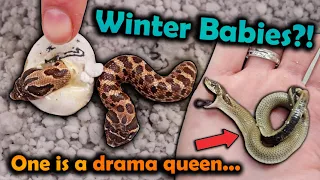 Hognose Snake Babies Hatching in Winter!