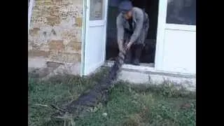 крокодил за хвост 1
