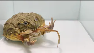 African frog eats baby frogs / WARNING LIVE FEEDING