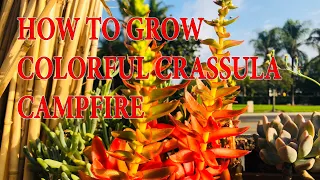 HOW TO GROW COLORFUL CRASSULA capitella ’CAMPFIRE’