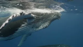 Ocean Film Festival World Tour 2023 Trailer