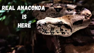 THE SILENT KILLER | ANACONDA | Animals Life on YouTube | National Geographic