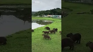"capybaras jump into water" with Quake sound effects