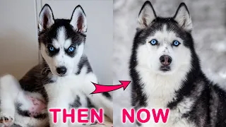 My Husky Grew Up, But Remained a Puppy! Dogs Grow Up