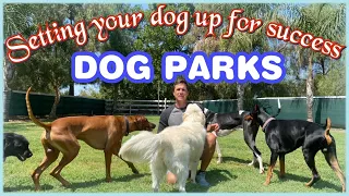 Dog parks//Setting your dog up for success