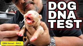 Dog DNA Test Step By Step