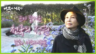 [나무야 나무야🌳 #14] 천국에 정원이 있다면 여기일까요..!?♥ 눈부시게 아름다운 꽃들의 향연이 펼쳐지는 아왜나무숲💐 ㅣKBS 190202 방송