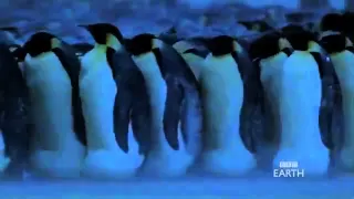 Emperor Penguins in Antarctica - BBC Planet Earth