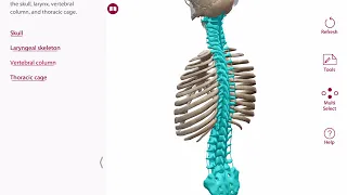 Axial Skeleton | Lesson 10.1 in Visible Body's Anatomy & Physiology