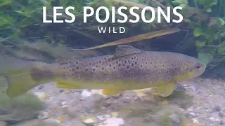 LES POISSONS DE NOS RIVIÈRES