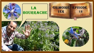 G1EP12 - La bourrache, le self service des abeilles ! 😀