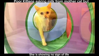 Poor Kittens asking milk from mother cat but She is showing no sign of life