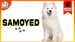 Samoyeds 101: Everything You Need To Know