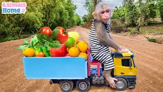 Bibi farmer cooks breakfast and helps dad pick fruit