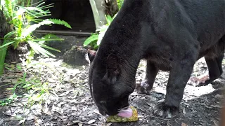 Do BIG Cats Like Pineapples?