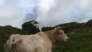 Ilha de São Jorge Açores - vacas e vitelos (2019)