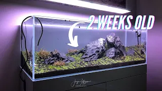 IWAGUMI Aquascape Plants are Melting!! 😱