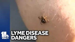 Hopkins doctors warn about Lyme disease dangers, offer tips