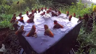 Hummingbird Pool Party 10 Hours