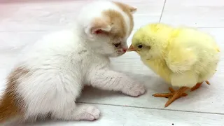 Kittens Willie and Kira run and walk with a tiny chicken