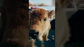 Rescuing baby bison is part of calving season. Check out the full episode on our channel! (EP 5)