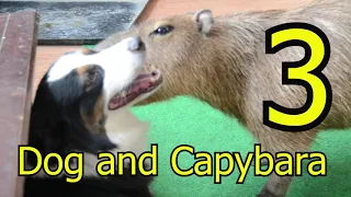 Dog and Capybara 3