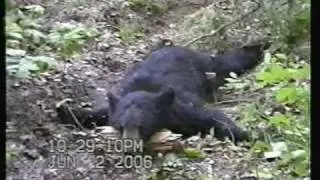 Black Bear Death Moan! Alberta bear hunt!