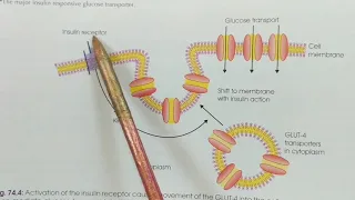 ENDOCRINE 10, PANCREAS, INSULIN, GLUCAGON, SOMATOSTATIN