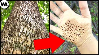 Most Dangerous Trees and Plants You Should Never Touch