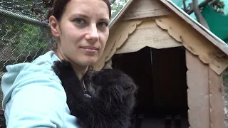 Orphaned Bear cub seems to think this human is his mom