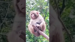 Laughing Monkey