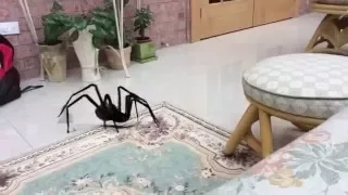 A big spider attacks me!!