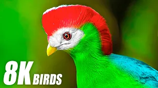 Amazing Birds Special Collection in 8K ULTRA HD HDR 60FPS