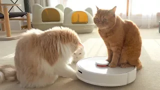 My Cats Destroyed The Robot Vacuum! (ENG SUB)