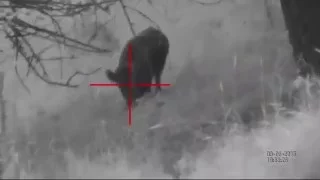 ATN X-Sight: Hog Hunting in Tajikistan (Actual Footage)