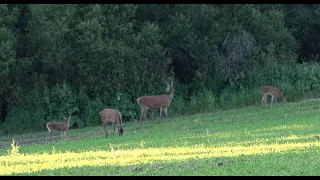 Sudecka Ostoja 26/2020. Polowanie na dziki. Hunting in Poland. Jakie auto dla myśliwego?