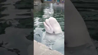 Foghorn or beluga? Fun fact: some of the belugas at Mystic Aquarium know 10+ vocalizations!