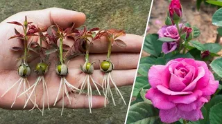 The Method of growing red roses from buds the whole world does not know |  Roses